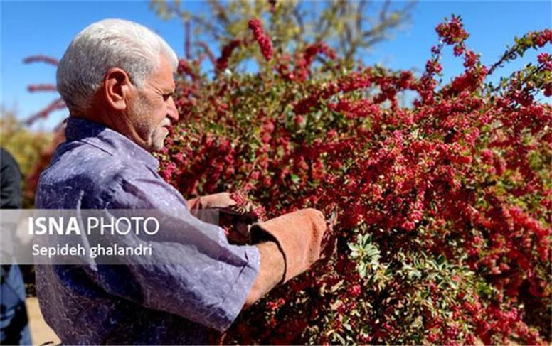 کشاورزان مبنای قیمت‌گذاری زرشک