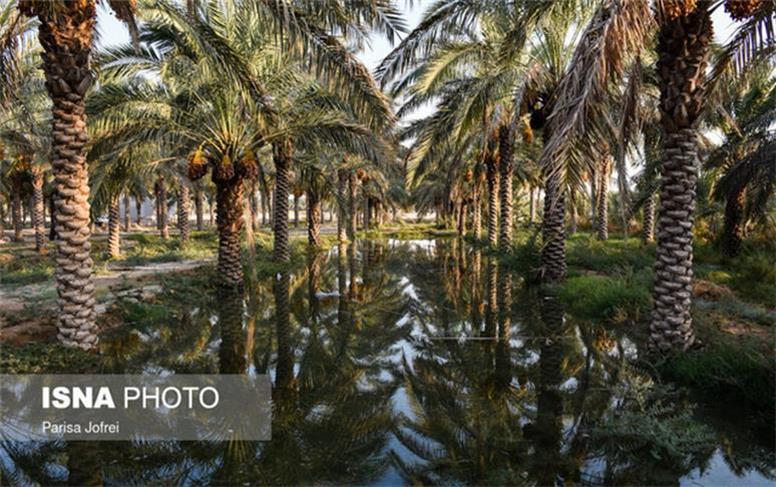 کاهش ۳۰ درصدی مسافران نوروزی در تنگستان