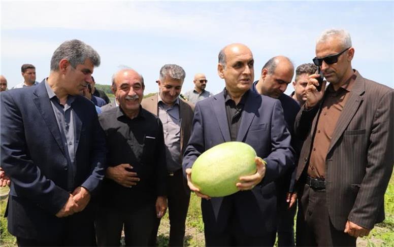 چاف قطب تولید هندوانه در گیلان است