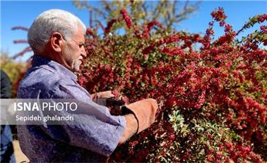 کشاورزان مبنای قیمت‌گذاری زرشک