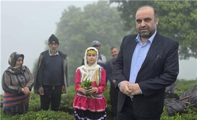 املش 22 درصد چای کشور را تامین می‌کند